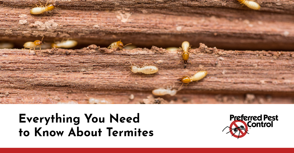 8 Tips To Keep Termites Away - Termite Control In Des Moines